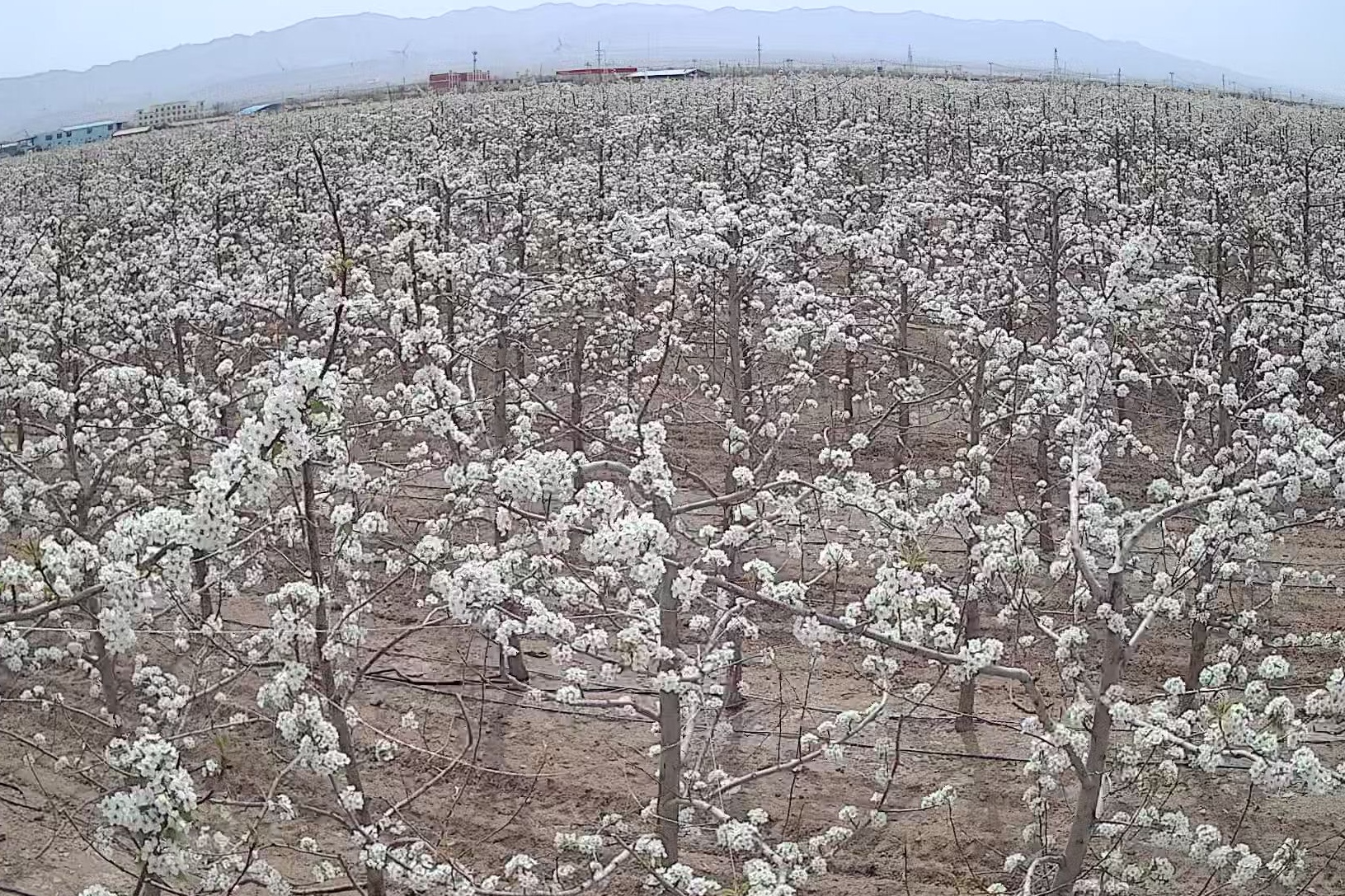 种下一颗果树